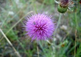 紫色蒲公英头条号,探寻自然之美，感受生命力量