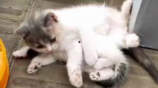 猫哥员工爆料视频大全,揭秘职场真相与幕后故事